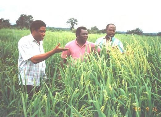 The birth of the New Rice for Africa