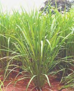 yield Responsiveness to mineral fertilizer From glaberrima