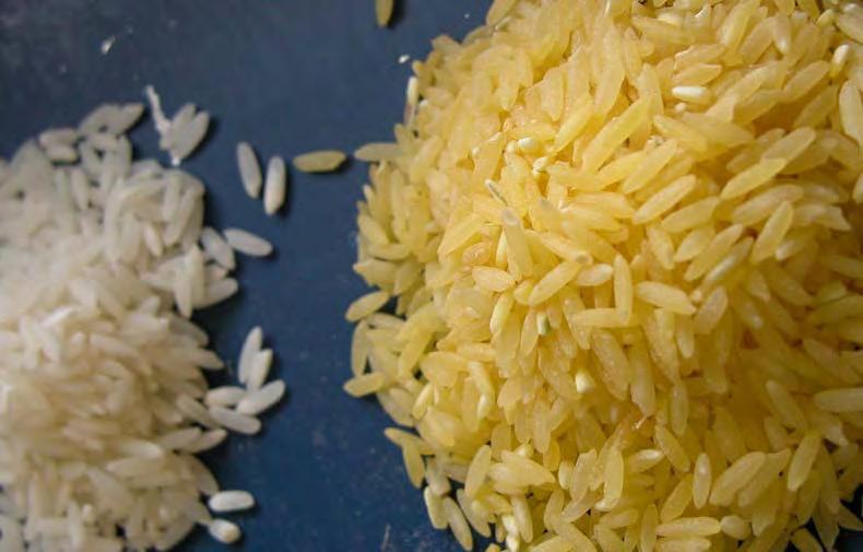 Genetic modification or modern biotechnology the Golden Rice It is a strain of rice (Oryza sativa) produced through genetic engineering modified to produce enzymes for the biosynthesis of