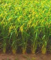 The African Rice Oryza