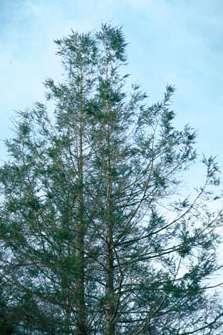 Effects of HWA on Hemlock Depletes food reserves Tree