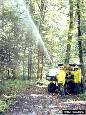 Surface Treatments Spray entire tree Apply in the Fall