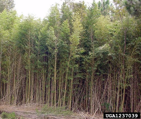 Golden Bamboo: FLEPPC Category II Caution in North and South FL (UF/IFAS