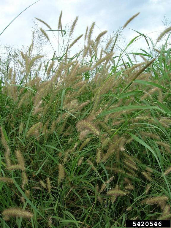 Mission Grass: Federal Noxious Weed, Florida Noxious Weed FLEPPC