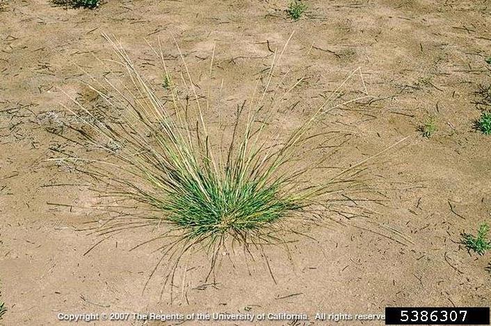 Identification: Perennial bunch grass Sheaths hairless