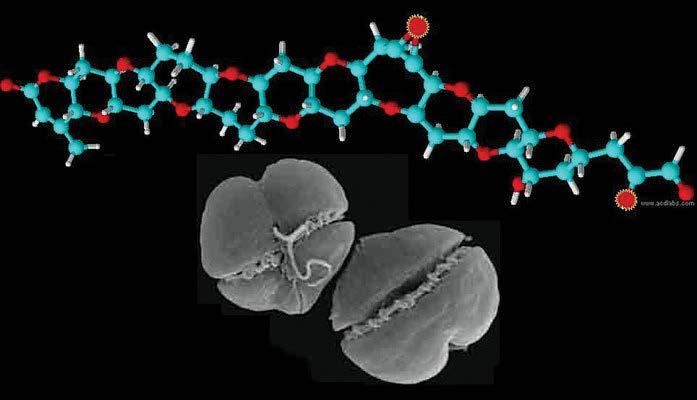 Dinoflagellate found in subtropical-tropical regions Produces a powerful toxin (brevetoxin) that can bioaccumulate & become aerosolized Brevetoxin causes
