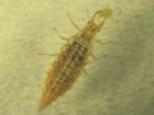 Sitotroga cerealella eggs and Phenacoccus solenopsis crawlers be enhanced and