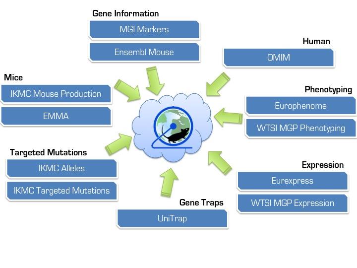 Overview Aims Understanding knockout design strategies Introduction to the IKMC web portal Introduction Several large-scale gene targeting and gene trapping projects are participating in the