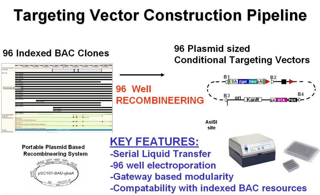 The starting point for vector construction are libraries of indexed (endsequenced) mouse genomic BACs (Bacterial Artificial Chromosomes).