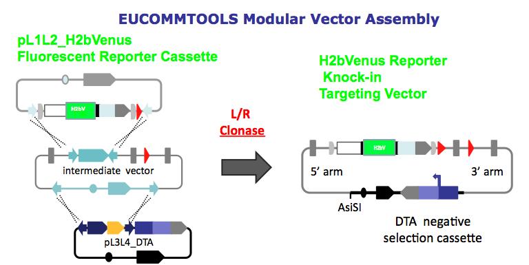 The in vivo reactions involved below are illustrated below: An example of the 3 plasmid Gateway mediated assembly of an H2bVenus reporter vector