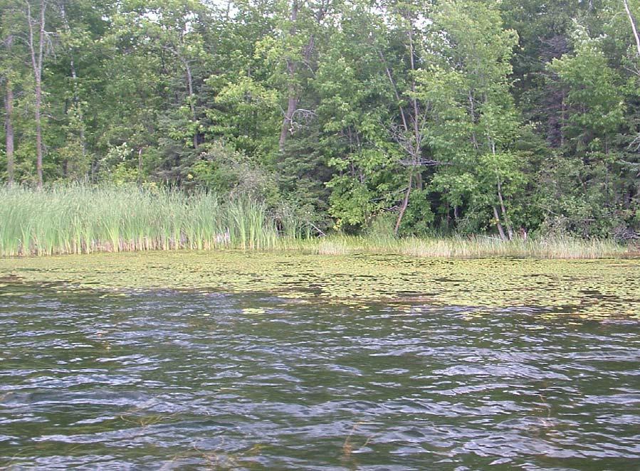Aquatic Vegetation of Wilkins Lake (DOW 01-0102-00) Aitkin County, Minnesota July 27 and 28, 2005 Pepaed by: Kevin Mott Minnesota Depatment
