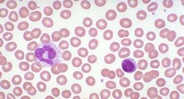 Haematology formation, composition,