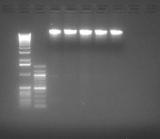 Analyzing DNA Samples in a Research Lab If properly done, genomic extraction should result in bright bands in the very high base pair range of a gel electrophoresis.