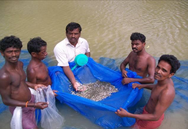 technology Composite fish culture Rs. 600000 Goat rearing Rs.