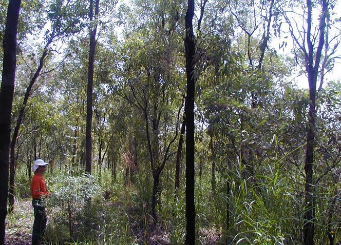 Preparing for Pit 1 revegetation 30 years of dedicated research and revegetation trials on closure Revegetation trials have been ongoing using field testing and theoretical