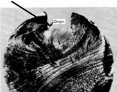 Fractograph of Fractured Surface crack origin smooth circular beachmark practical example of fatigue