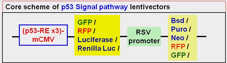 The premade, ready-to-use reporter lentivirus provides a much easier tool to monitor the activity of P53 signaling pathways in virtually any mammalian cell type.