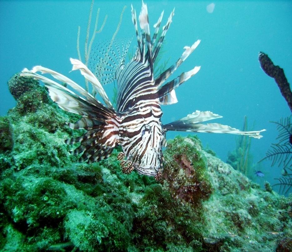 of lionfish w/o a recreational saltwater fishing license) Educational materials (posters,