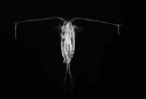 dinoflagellates Generalized Open Water Food Web In a Lake Zooplanktivores (fish,