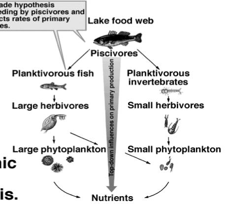 Typical Open Water Food Web in Lakes C.