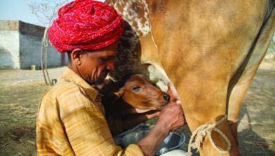 ruminants in developing countries