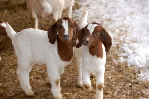 Few examples of genetic improvement in developing countries Few examples of genetic improvements: South Africa: Genetic improvement programs for meat in the Boer goat breed, White Savanna and