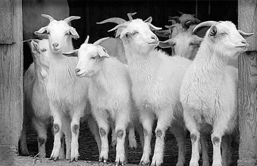 Angora goat for mohair production both conventional and genetic methods Subjectivity in the phenotyping and selection process result in inconsistencies in production as best animals are not always