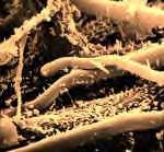 Roots, Fungi & Bacteria Capturing