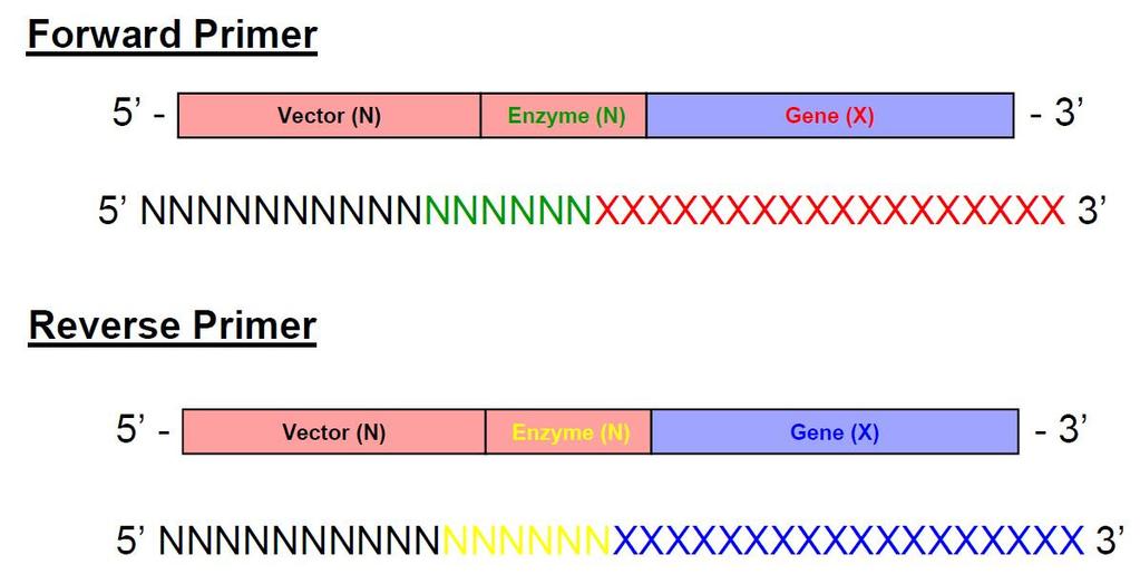 To make primers for PCR amplification of the gene or sequence of interest, at least 18 nucleotides of homology to the desired gene sequence is recommended.