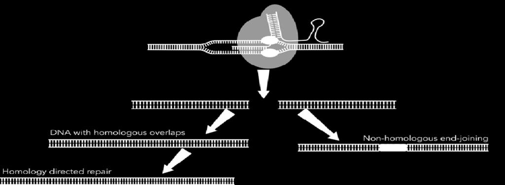 Background CRISPR/Cas9 for Genome Editing DNA repair pathways: Non-homologous end joining (NHEJ) Error prone repair