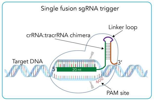 CRISPR/Cas9 using a single guide RNA (sgrna) Single guide RNAs (sgrna) One long RNA combining the crrna and tracrrna by the