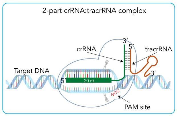 CRISPR/Cas9 using a 2-Part guide RNA (grna) 2-Part crrna:tracrrna Complex Two separate RNAs that include hybridization region for duplexing crrna includes ~20 base targeting region and 16