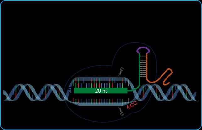 published CRISPR studies: Generating Cas9 and sgrna