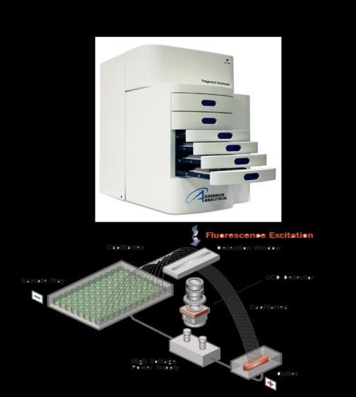 Fragment Analyzer (Advanced Analytical) provides reliable quantification of T7EI heteroduplex cleavage