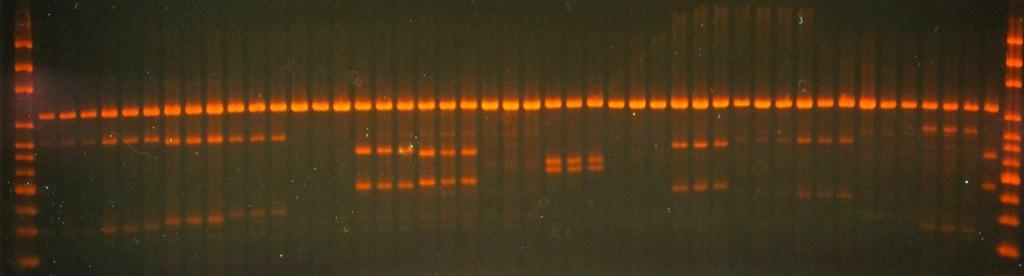 CRISPR gblocks Gene Fragment in HPRT gene (HEK293 Cas9 cells) 38094 S 38095 S 38115 S