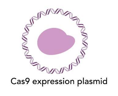 IDT Cas9 expression plasmid minimal vector Minimal vector (7.