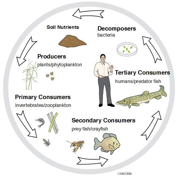consumers, which support an even smaller biomass of secondary consumers. Energy flows from one level to the next as the organisms use it.