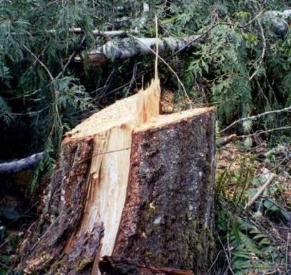 Remember: Anyone can cut down a tree if they cut on it long
