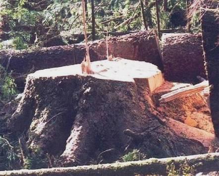 The Hinge Is the Key The purpose of the hinge is to provide sufficient wood to hold the tree to the stump during the majority of the tree's fall, and to guide the tree's fall in the intended