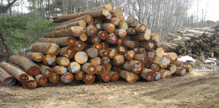 Maximizing value recovery from tolerant hardwood logging operations