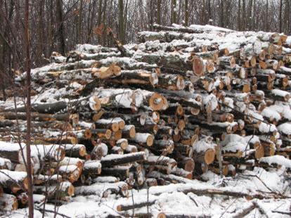 Laurier (QC) and North Bay (ON) 3) Integrated pellet wood harvesting in Thurso