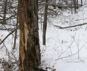 2) Preliminary Trials for Full-tree Harvesting Learnings from Mont-Laurier Full-tree skidding