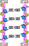 DNA DNA molecule is composed of two chains of nucleotides arranged in a double helix.