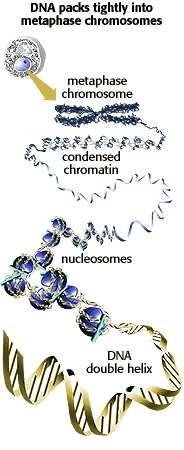 Chromosome structure The packaging of DNA into chromosomes involves several orders of DNA coiling and folding.