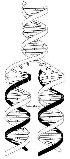 DNA Replication During nuclear division the two strands of the DNA double helix separate through the action of the enzyme DNA helicase, each DNA strand directing the synthesis of a complementary DNA