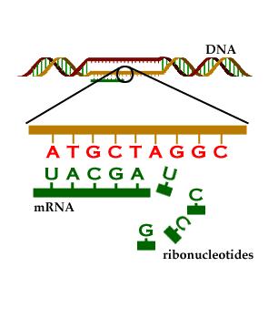 Transcription The information is transferred from DNA in the nucleus to messenger RNA (mrna) in the cytoplasm.