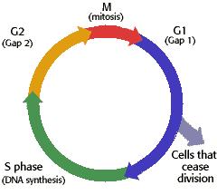 Cell Cycle The cell passes through 2 stages: 1. Mitosis=cell division 2.