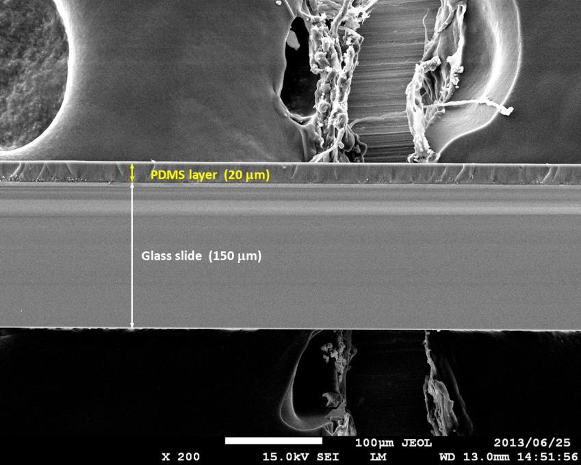 a b Supplementary Figure S13. Cross-section SEM images of NOF-1/PDMS substrate.