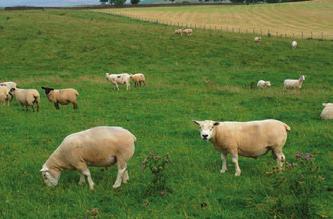 Testimonials Matt Prince Mary Dunlop Texel sheep breeder & butcher Beltex Breeder We use CT scanning for our Texel rams as it gives us a fuller picture of the potential meat yield of the ram and what