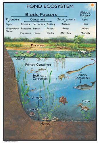 2. Biomes Some parts of the earth have more or less the same kind of abiotic and abiotic factors spread over a large area creating a